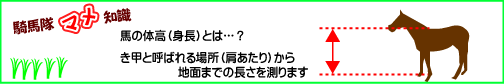 騎馬隊マメ知識 馬の体高(身長)とは? き甲と呼ばれる場所(肩あたり)から地面までの長さを測ります